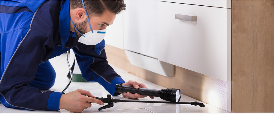 Tampa pest xpert removal