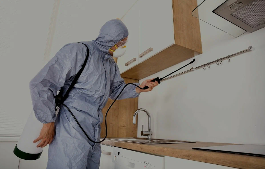 Tampa pest managment